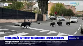 Var: la municipalité de Saint-Raphaël interdit de nourrir les sangliers, qui s'invitent régulièrement dans la ville