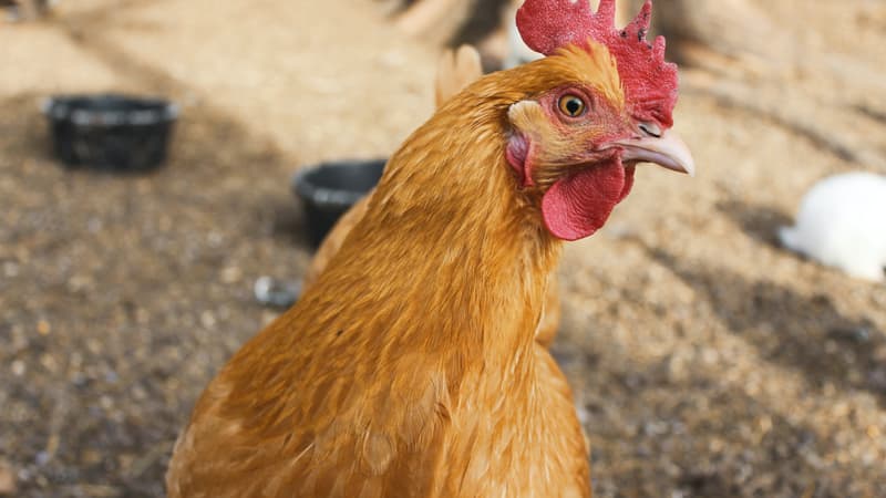 Une décision de justice en appel précise que le chant d'un coq à la campagne n'est pas un trouble anormal de voisinage.