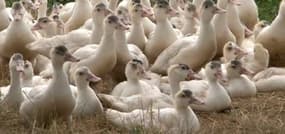 Grippe aviaire: des élevages du Sud-Ouest contraints de fermer pour éradiquer l’épidémie