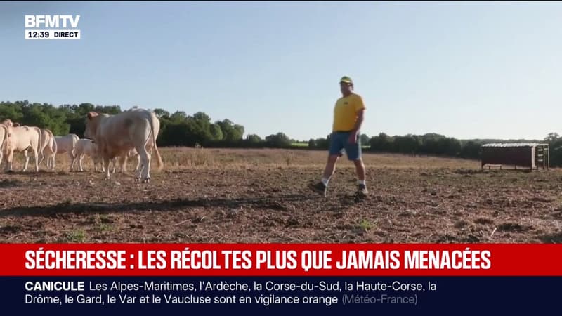 "J'ai très rarement eu des maïs aussi minables que ça": la sécheresse menace les récoltes