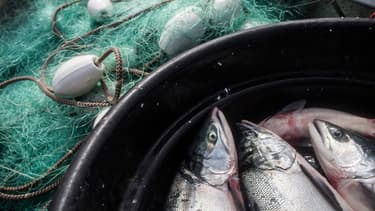 Les poissons seraient contaminés dans les eaux usées qui se jettent dans l'océan.