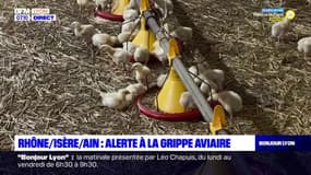 Alerte à la grippe Aviaire dans le Rhône, l'Ain et en Isère