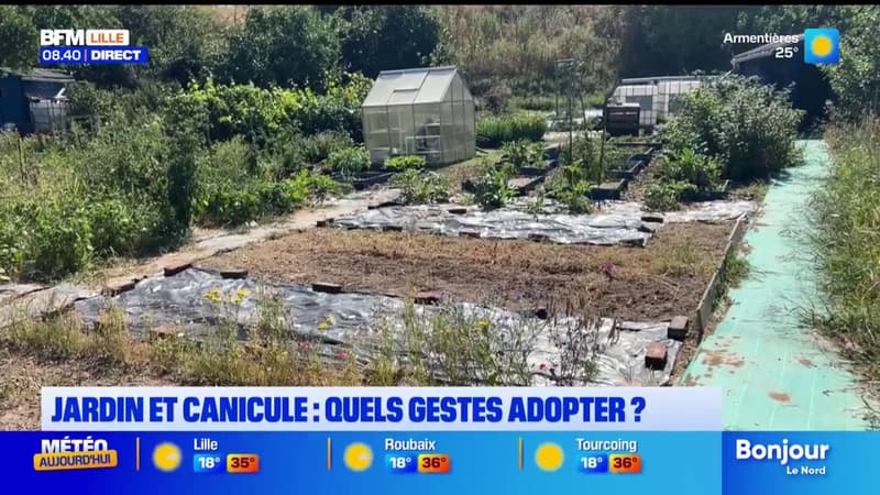Canicule, fortes chaleurs : comment protéger son jardin ?