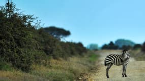 25% des zèbres ont disparu en un quart de siècle.