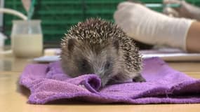 Un hérisson soignée à  l'hôpital de la Ligue de Protection des Oiseaux (LPO) de Rosenwiller, dans le Bas-Rhin.