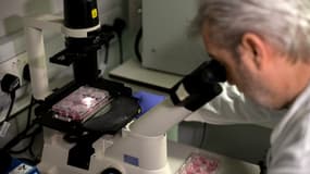 Plusieurs laboratoires se sont lancés dans la recherche d'un vaccin. - Tolga Ajmen - AFP