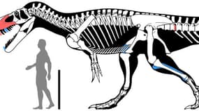 Voici une reconstitution du Torvosaurus gurneyi, la nouvelle espèce de dinosaure découverte au Portugal.