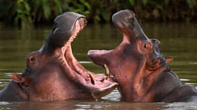Des hippopotames descendant d'un troupeau appartenant à Pablo Escobar, le 19 avril 2023