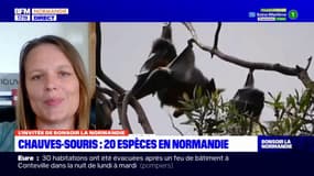 Normandie: les chauves-souris en déclin