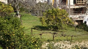 Un terrain agricole situé sur les hauteurs de Saint-Laurent-du-Var (Côte d'Azur) au milieu de constructions immobilières, le mardi 4 mars 2025.
