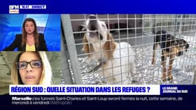 Abandon d'animaux: quelle est la situation dans la région Provence-Alpes-Côte d'Azur?