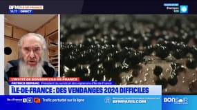 Des vendanges difficiles pour les vignerons franciliens en 2024
