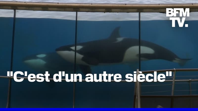 Fermeture de Marineland: que vont devenir les plus de 4.000 animaux du parc?