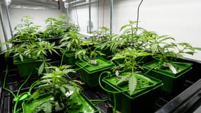 Des plants de cannabis à vise thérapeutique à Angers, dans le Maine-et-Loire, le 8 janvier 2022. (photo d'illustration)