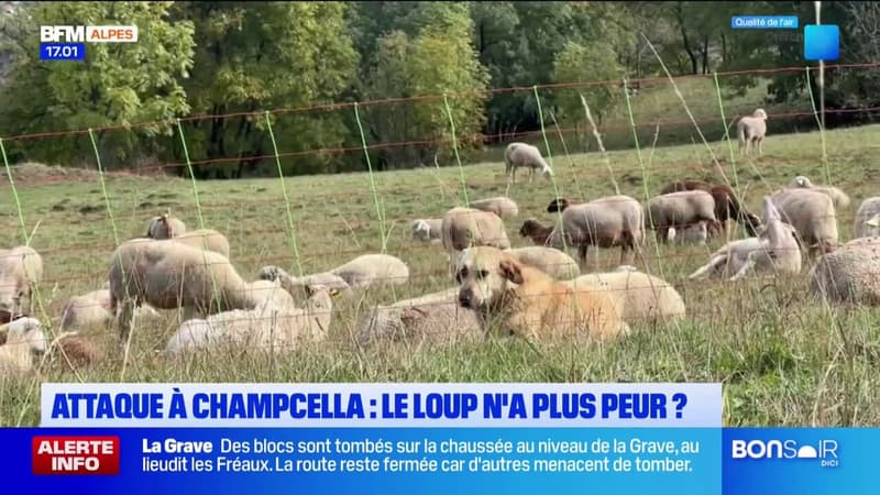 Champcella: un troupeau de brebis et d'agneaux décimé par un loup