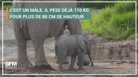 Ce bébé éléphant de deux mois pèse déjà 110 kg