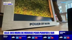 Lille: des murs en mousse végétale pour purifier l'air