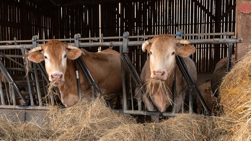 "L'Europe mettra la France sous cloche": pourquoi l'État impose l'abattage de tout le troupeau lorsqu'un seul bovin est infecté par la dermatose nodulaire contagieuse