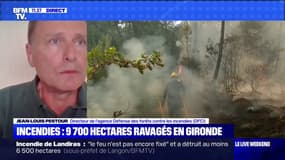 Comment reconstruire une forêt ravagée par des incendies?