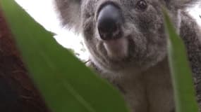 Le séquençage ADN sauvera-t-il les koalas?