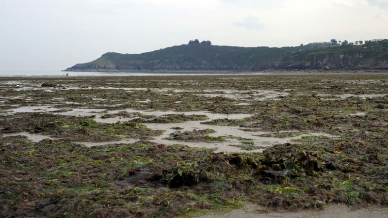Photo d'algues vertes échouées sur la plage de Plouha réalisée le 06 mai 2011.