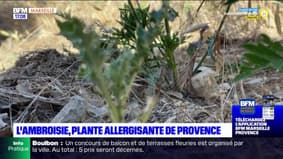 Provence: une journée pour sensibiliser à l'ambroisie