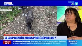 Alpes-Maritimes: vers un changement du statut de protection du loup?