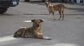 Des chiens errants dans les rues du Caire, en Egypte, le 14 décembre 2018. (Photo d'illustration)