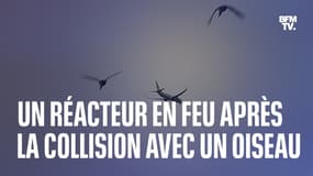 Aux États-Unis, le réacteur d'un Boeing prend feu après une collision avec un oiseau