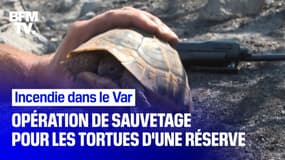 Une espèce rare de tortues menacée par les flammes dans une réserve naturelle du Var