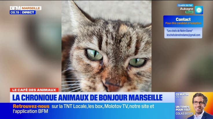 Le Café des Animaux: Lola, Tigron... Des compagnons à adopter