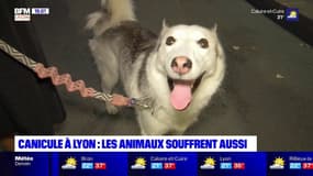 Canicule à Lyon: les animaux souffrent aussi des fortes chaleurs