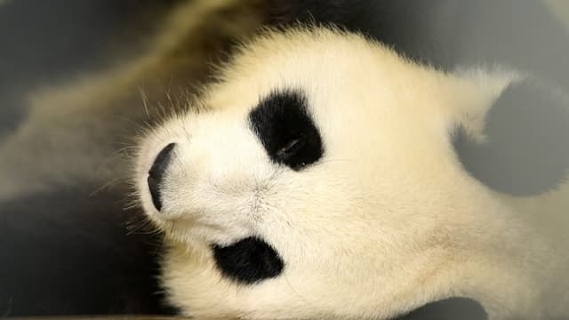La femelle panda Huan Huan enceinte de jumeaux, après sa première échographie le 26 juillet 2017