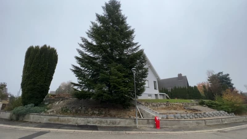 Marché de Noël de Mulhouse: le grand sapin découpé chez le maire du village d'Heimsbrunn