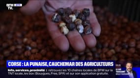 Corse: la punaise diabolique, cauchemar des agriculteurs