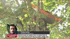 Perché dans un arbre face au ministère de l'Ecologie pour sauver des platanes, bonne idée ? - 02/09