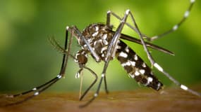 Le moustique-tigre peut transmettre le virus de la dengue.