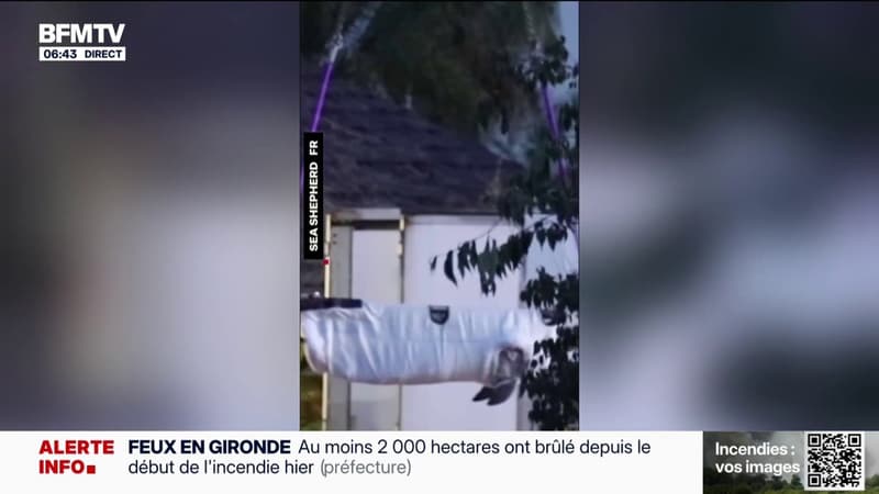Les opérations de transfert des dauphins du Marineland d'Antibes vers l'Espagne ont débuté