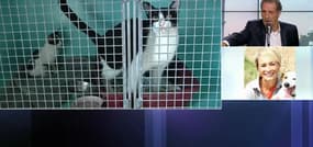 Hausse du nombre d'animaux abandonnés à la SPA: "Chaque année, c'est de pire en pire"