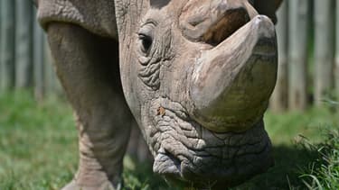 Sudan, le dernier mâle rhinocéros blanc du Nord, le 5 décembre 2016 à Nanyuki au Kenya. Il est mort en mars 2018.