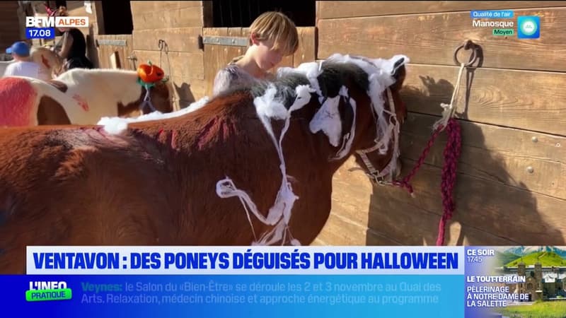 Ventavon: des poneys déguisés pour Halloween