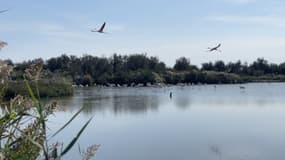 Des oiseaux en plein vol au cœur du parc naturel de Camargue (Bouches-du-Rhône) en octobre 2023.