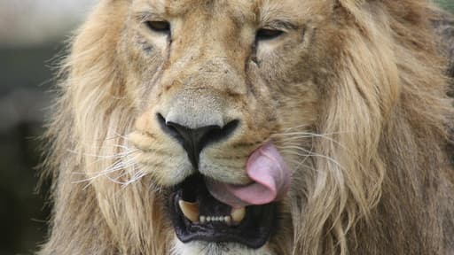 Lion du zoo de Chester, en Grande-Bretagne