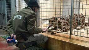 Un employé du zoo de Jérusalem, âgé de 36 ans, est mort après avoir été attaqué par un léopard.