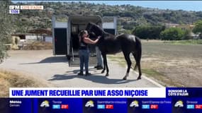 Nice: une jument recueillie par une association