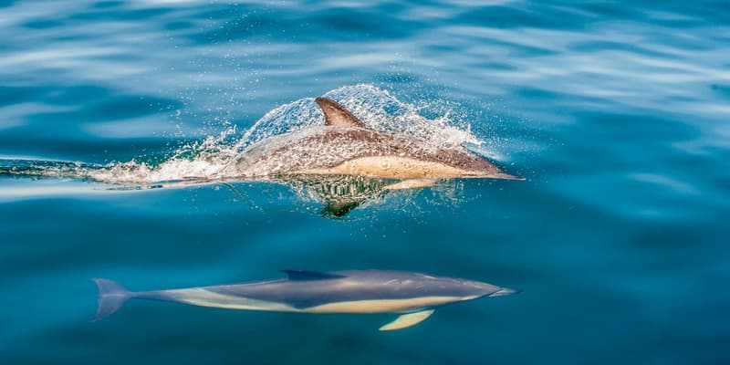 Des dauphins en Bretagne. (Illustration)