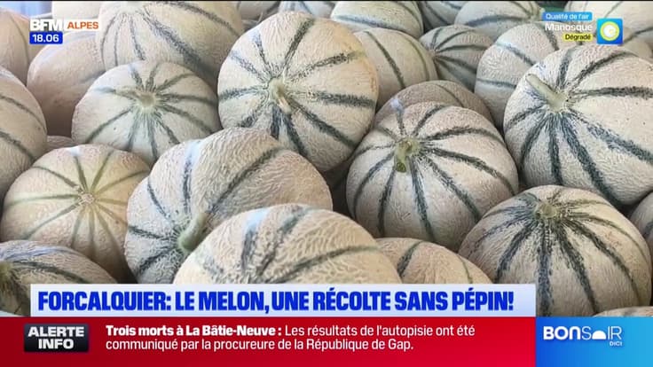 Forcalquier : une année favorable pour la culture du melon