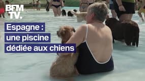 Fortes chaleurs en Espagne: ce parc aquatique dédié aux chiens leur permet de se rafraîchir