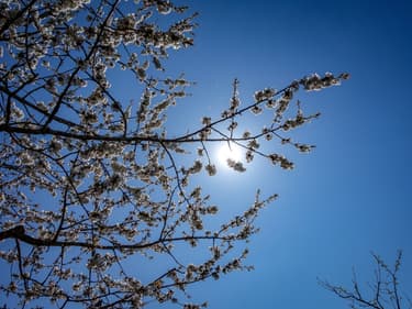 Tout arbre mal placé ne doit pas être détruit