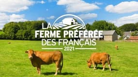 "La ferme préférée des Français", nouveau programme de France 3, animé par Stéphane Bern.